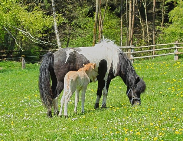 Hirschberg Pferde