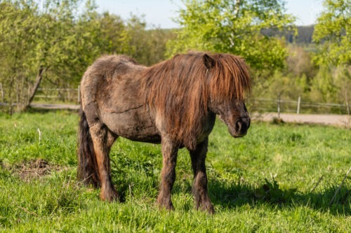 Manadis von der Hainbuche geb. 1997 – Bild 2