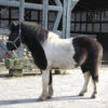 Kvikur vom Hirschberg geb. 2012 – Bild 3