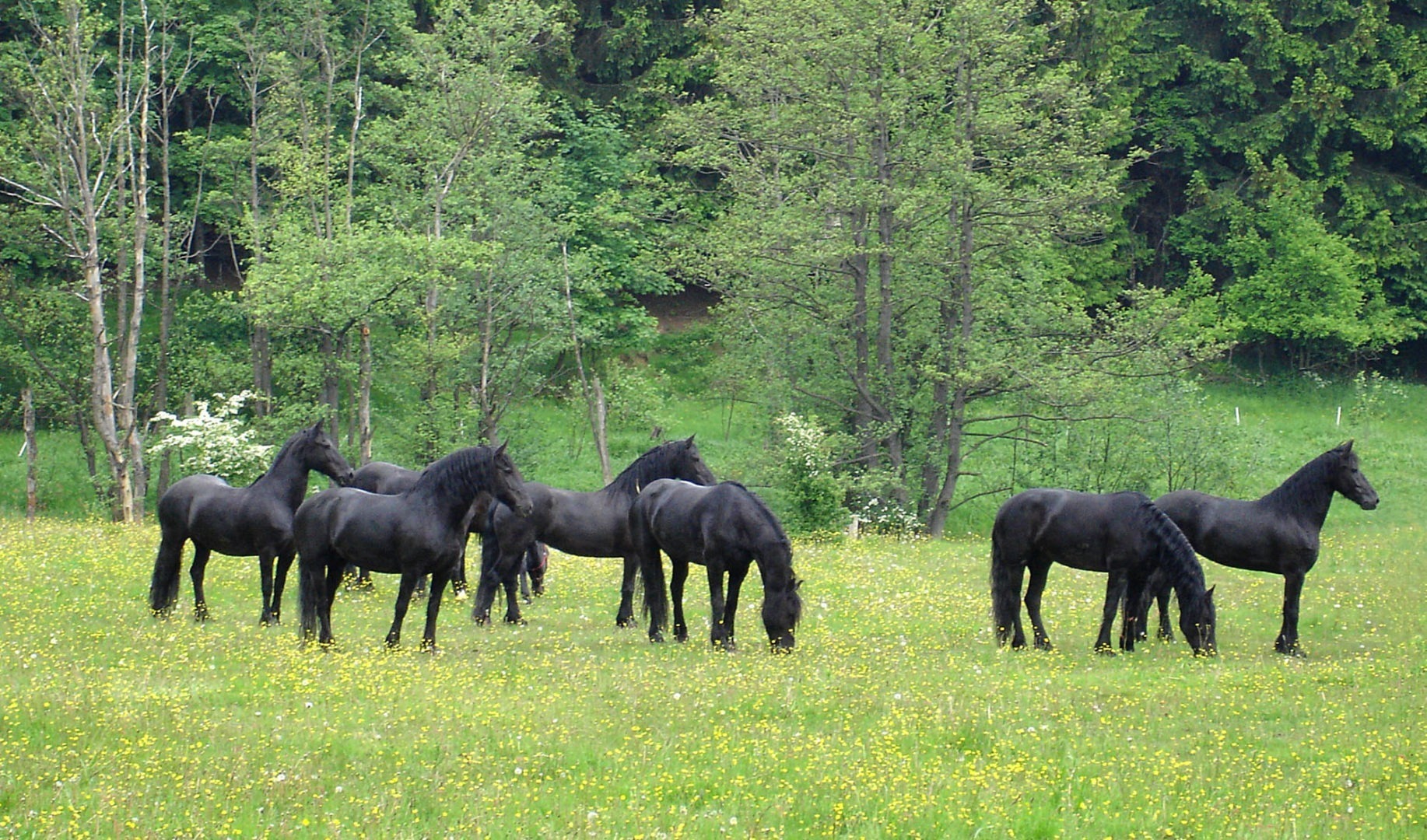 UrHirschberger ReiterhofHirschberg