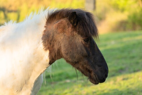 Ilmur vom Hirschberg geb. 2019 – Bild 2