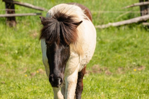 Ilmur vom Hirschberg geb. 2019 – Bild 3