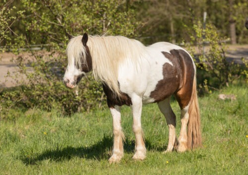 Spóki vom Hirschberg geb. 2019 – Bild 8