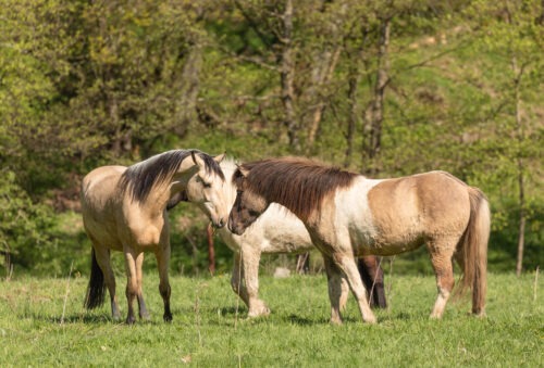 Spóki vom Hirschberg geb. 2019 – Bild 4