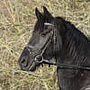 Smilla geb. 2016 – Bild 3
