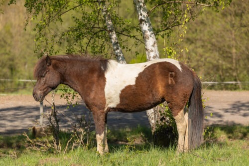 Roka vom Hirschberg geb. 2015