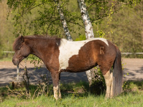 Roka vom Hirschberg geb. 2015