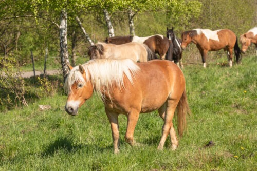 Tequila geb. 2021 – Bild 2
