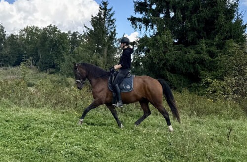 Cooper vom Sagenhof geb. 2021 – Bild 5