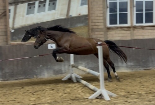Cooper vom Sagenhof geb. 2021 – Bild 3