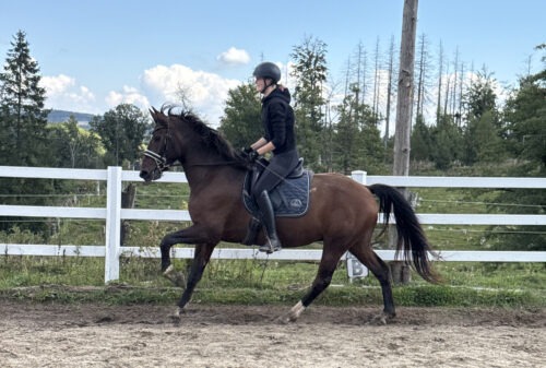Cooper vom Sagenhof geb. 2021 – Bild 4