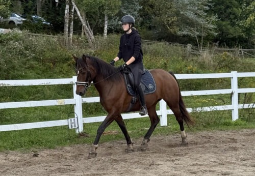 Cooper vom Sagenhof geb. 2021 – Bild 2