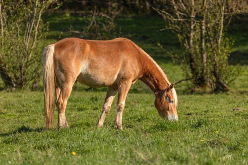Adler geb. 2021 – Bild 3