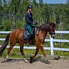 Calvin de la Ste-Fontaine geb. 2019 – Bild 2