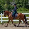 Calvin de la Ste-Fontaine geb. 2019 – Bild 4