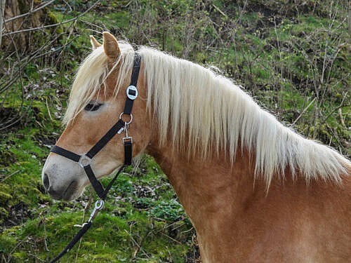 Haflinger