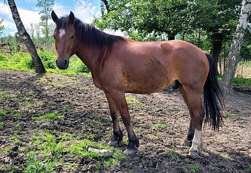 Champion Du Coinat geb. 2019