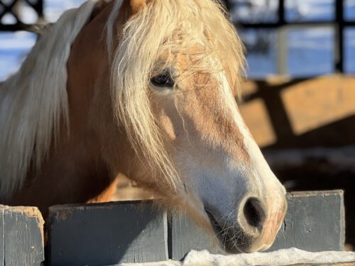Ruby van´t Leestenschhof geb. 2019