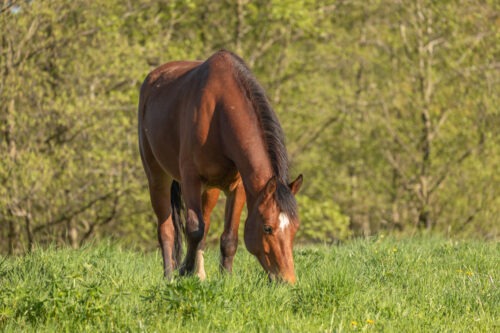 Champion Du Coinat geb. 2019 – Bild 2