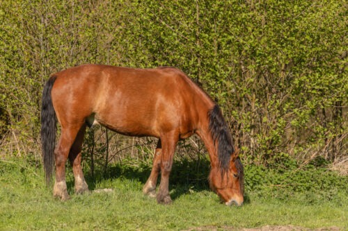 Cooper de la Sainte Fontaine geb. 2019 – Bild 3