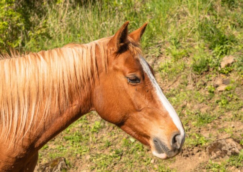 Dynastie Du Coinat geb. 2019 – Bild 3
