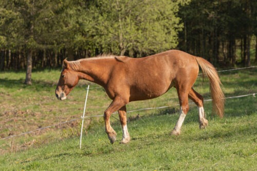 Dynastie Du Coinat geb. 2019 – Bild 2