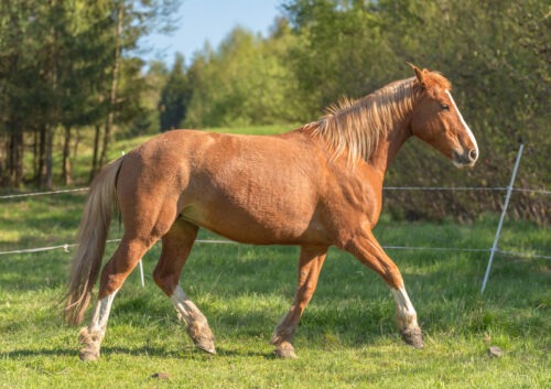 Dynastie Du Coinat geb. 2019