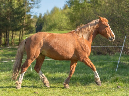 Dynastie Du Coinat geb. 2019