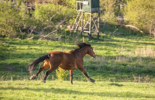Humtiti geb. 2021 – Bild 3