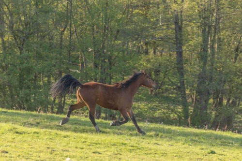 Humtiti geb. 2021 – Bild 5