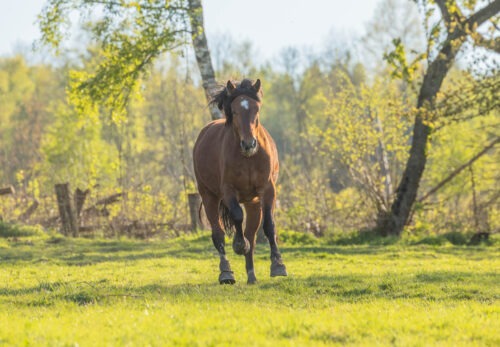 Humtiti geb. 2021 – Bild 4