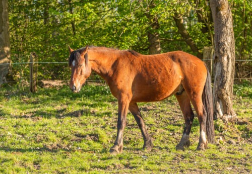 Humtiti geb. 2021 – Bild 2