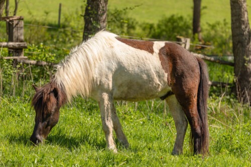 Ilmur vom Hirschberg geb. 2019