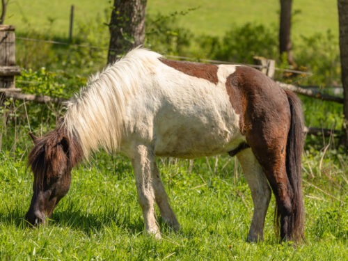 Ilmur vom Hirschberg geb. 2019