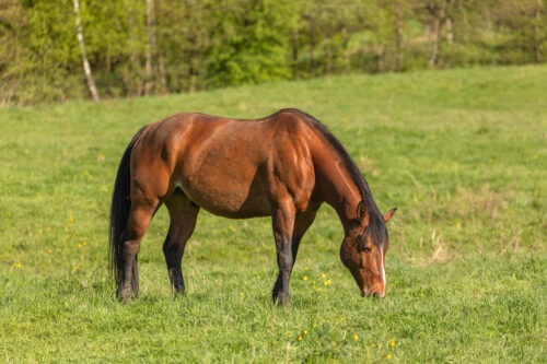 Candy`s Little Joe vom Hirschberg geb. 2014