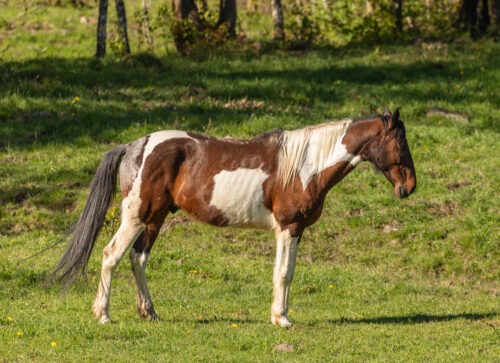 Nemo geb. 2010 – Bild 3