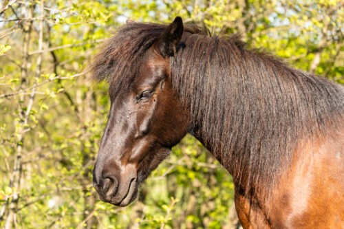 Rapunzel vom Hirschberg geb. 2019 – Bild 2