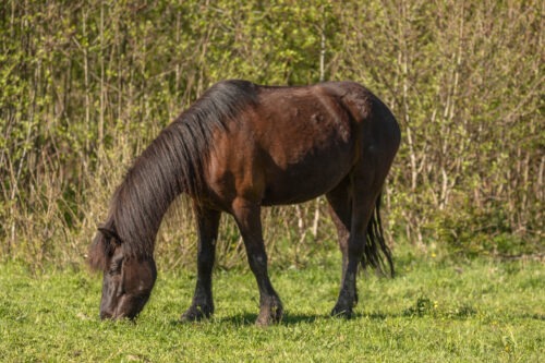 Rapunzel vom Hirschberg geb. 2019 – Bild 3