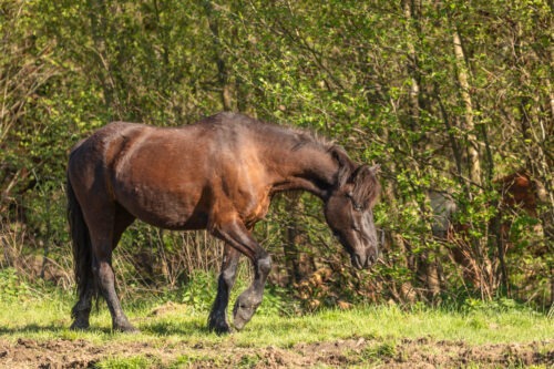 Rapunzel vom Hirschberg geb. 2019 – Bild 4