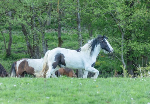 Snickers geb. 2010 – Bild 2