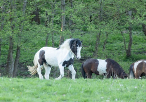 Snickers geb. 2010