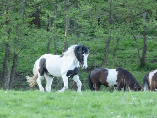 Snickers geb. 2010