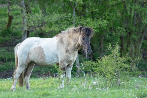 Spóki vom Hirschberg geb. 2019