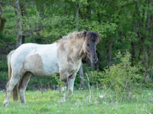Spóki vom Hirschberg geb. 2019