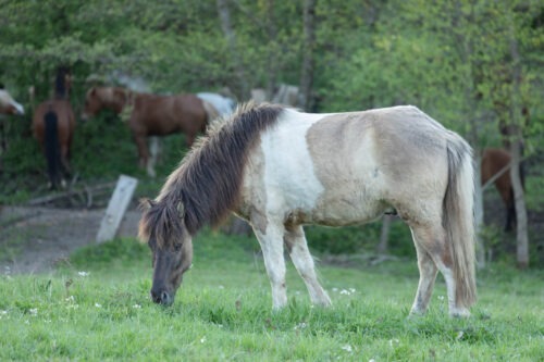Spóki vom Hirschberg geb. 2019 – Bild 2