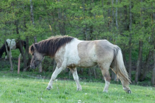 Spóki vom Hirschberg geb. 2019 – Bild 3