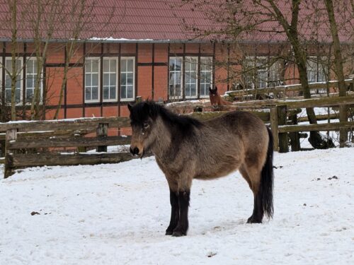 Eldur von Himmighausen geb. 2022