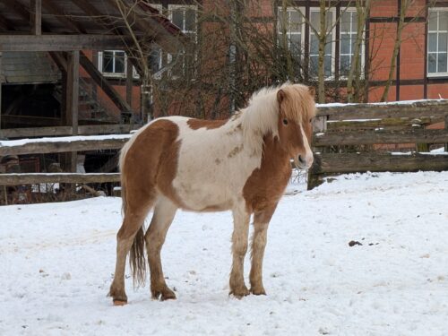 Heródes vom Bockholts-Hoff geb. 2022