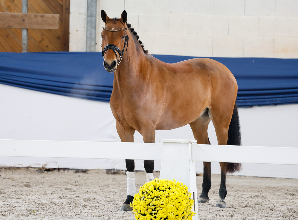 Damas Domingo geb. 2022 – Bild 2