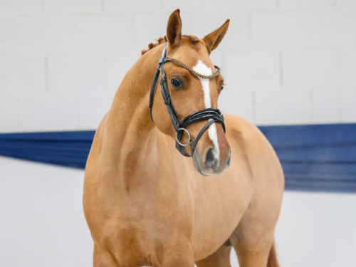 Dschafar AT geb. 2023